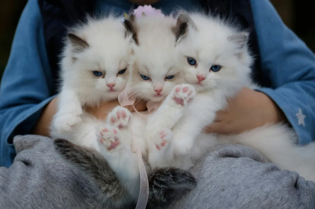 image showing pet cares
